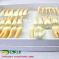 VENDER 12578 Conjunto de Modelo de Estudo Dental Humano de Dentes Permanentes Individuais